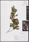 Foto von Salix aurita L. x Salix cinerea L.